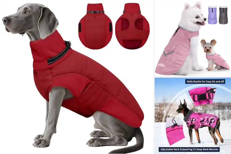 Detailed view of Best Adjustable Dog Coat With Neck And Chest Tabs