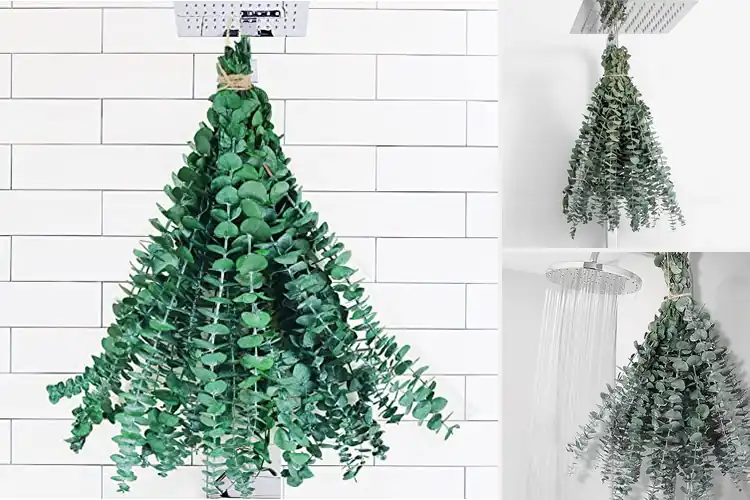 Detailed view of Best Eucalyptus Stems For Relaxation